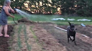 Great Dane puppy goes full zoomies through freshly planted vegetables