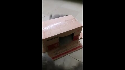 Homemade Adventures of a Playful Grey Persian Cat Family: Card box and some fluffy fun!