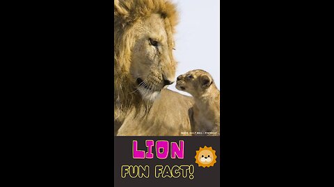 Lion Fun Fact - Roaring Royalty: The Mighty Lions of the Savannah | Fun Facts for Kids #shorts