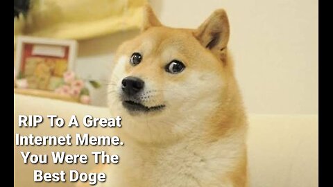 Dogecoin Dog Meme Kabosu Deceased At Age Of 18, We Lost A Real One