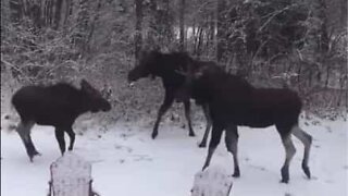 Une famille d'élans joue dans la neige au Canada