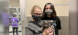 Kitten rescued off I-15 gets adopted