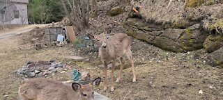 Deer closes his eyes when carrot is tossed