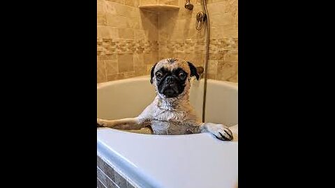 Dogs just don't want to bath- Funny dog bathing compilation🤣