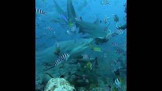 Scuba diver hand-feeds giant shark in Fiji