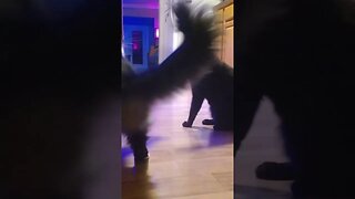 Cats Fighting In Slow Motion