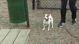 Report: Cleveland is one of the worst cities in America for dog parks