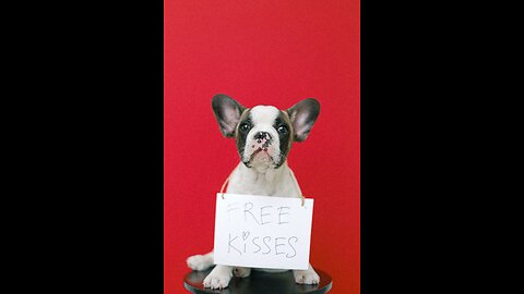 This Pup Is In Love With His Blind Foster Kittens | The Dodo