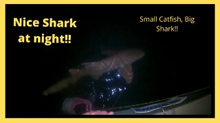 Surprise Shark Catch at Night from Dock