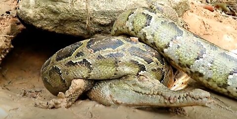 Crocodile vs Python Snake Attack SAVED!!