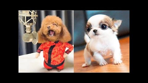 Cute Funny and Smart Dogs Compilan