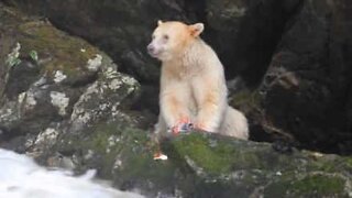 Rare bear spotted in Canada