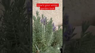 How’s your winter garden looking?