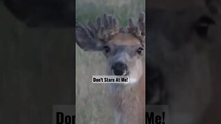 Don't Stare! #deer #deerhunting #unique #special #wow #shortsfeed #shortsvideo #wyoming #wildlife