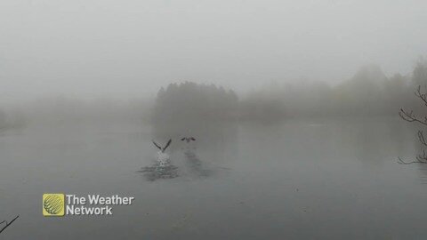 Geese take off into the mist on a grey day in Brampton, ON