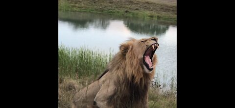 African Lion Safari scares Tourists