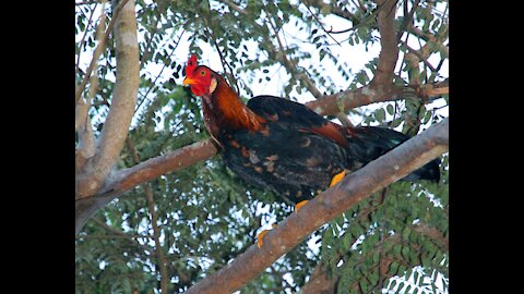 Chickens are sitting on a tree! I have never seen this! Spain, Torrevieja