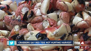 Crabbers say red tide is not hurting stone crab harvest