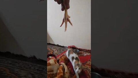 Cat eating chicken paws !Shorts