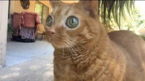 Un chat hypnotisant avec ses grands yeux