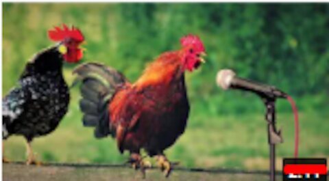 Chicken Song and Dancing Rooster - Facts Chicken Dance