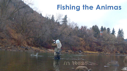 Animas in March - Fishing in the town of Durango - McFly Angler Episode 45