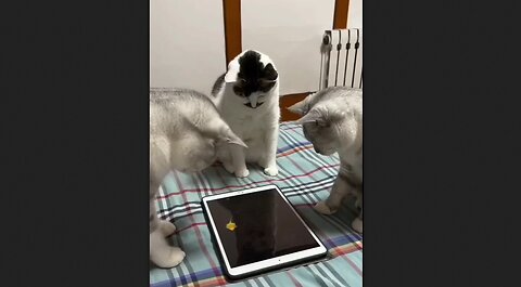 Cats Enjoying Their iPad Mouse Game