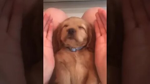 Cute Puppy in Cute Hands #pet #dogslovers #viral