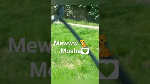 Mewww 🐈Mosha💚