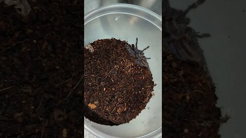 Feeding and breeding tarantula compilation