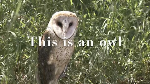 Barn Owl (Or is it?)