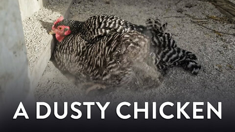 A Dusty Chicken