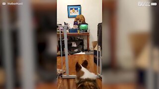 Gato rouba guloseimas para si e para o seu amigo canino!