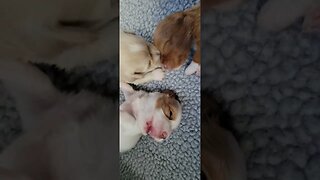 Sheba's Pups (W Litter) -2 wks old(2)