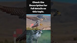 INTERESTING FACTS ABOUT FALCONS