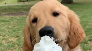 Hounds takes part in hilarious dog fight over ice-cream!
