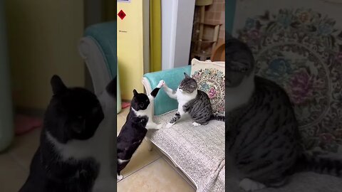 Cat vs cat fight 😂 #shortsvideo #shortsfeeds #trending #funny