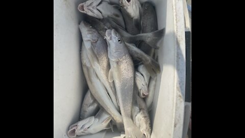 More whiting!!