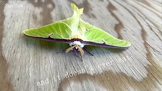 Sun Sun Productions - Luna moth