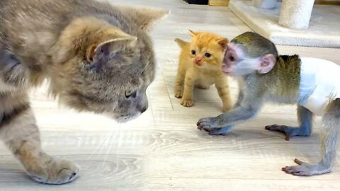 Baby monkey Susie protects the kitten from the dad cat