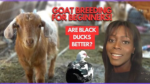 HOW TO BREED GOATS: EASY GUIDE FOR BEGNNNERS | ARE BLACK DUCKS BETTER?