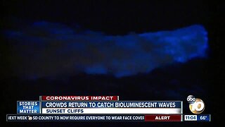 Crowds return to catch bioluminescent waves at Sunset Cliffs