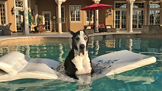 Peaceful Great Dane Enjoys Her Happy Time in the Pool