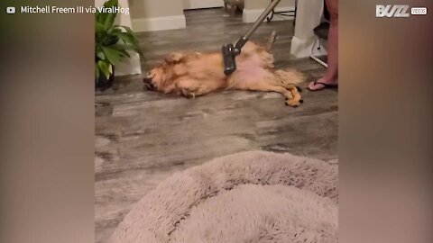 Dog loves to be groomed by vacuum cleaner