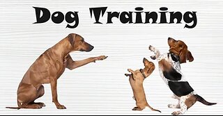How to train Dog at home (Basic)