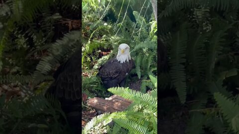 Bald Eagle 🦅 in all it’s glory at Tampa Zoo