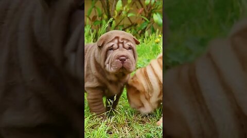 Shar Pei Puppies #shorts #short