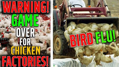 WARNING! GAME OVER For Chicken FACTORIES! • Poultry Shortages Are COMING! • GET READY!
