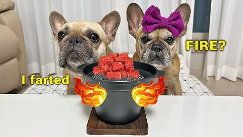 Dogs Try Korean FIRE BBQ For The First Time ** FUNNIEST REACTIONS