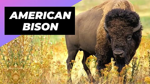 American Bison 🦬 One Of The Tallest Animals In The World #shorts
